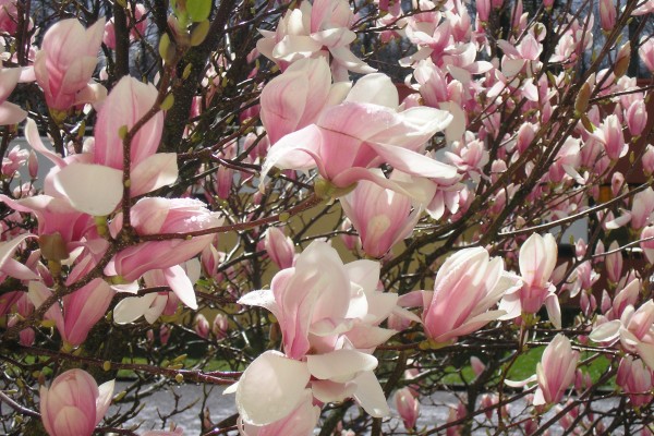 Descodificación Biológica