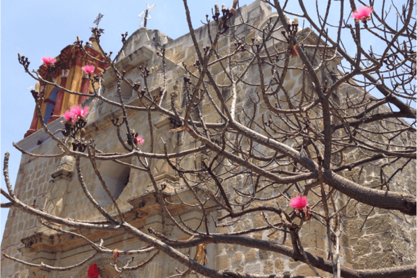 Sedes de Consciencia Genosomática